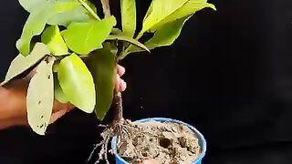 How-to-propagate-Guava-tree-from