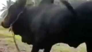 காளையின் கொம்பை பிடித்து ஏறிய சிறுவன்