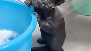 Funny cats video part 8