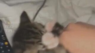 Funny cats videos