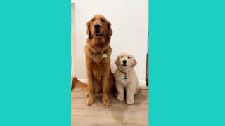 Watch My Cute Puppy  Grow(TikTok)