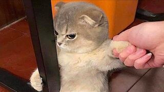 ???????????? funny Animals compilation videos