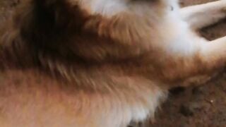 Dog slowmotion video