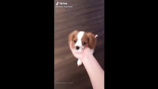 Put your hand out in front of your dog and see what they do _ TikTok.mp4