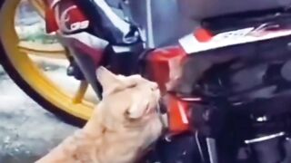 Kucing Lucu Lagi Benerin Motor Pelanggan