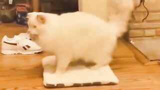 Funny cats - animals
