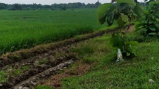 Suasana pedesaan