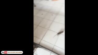 O dia da caça rsrsrs