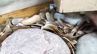 Saved anather screaming baby bunny read description