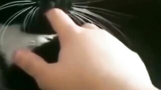 Funny And Cute Animals
