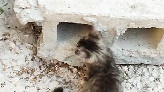 Funny Cats
