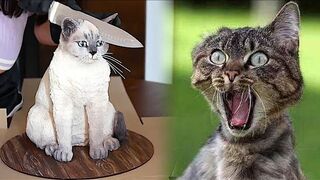 Funniest Animals 2022 ???? Best Funny Cats and Dogs ???????? Part 1 | Pets Corner