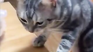 Cute cats Kittens playing
