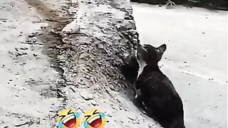 كاد يصاده