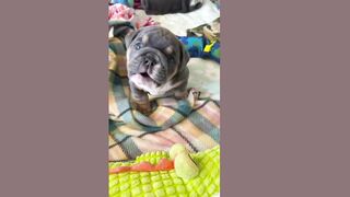 My Cute Puppy with Original Sound (TikTok)
