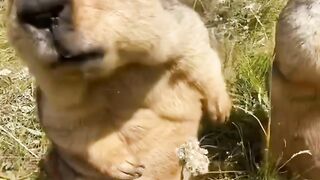 fat desert marmot