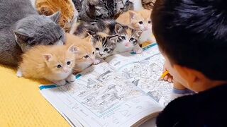 Cat class ????