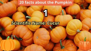 20 Facts about pumpkin