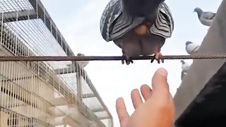 Pegion lying Egg