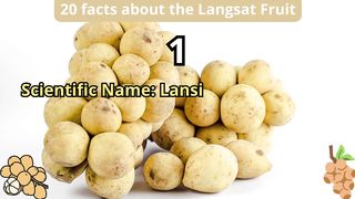 20 Facts about langsat fruit