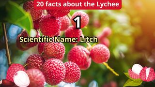20 Facts about lychee