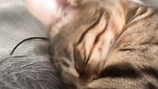 Voici pourquoi ton chat fait pipi partout ???????? .