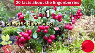20 Facts about lingon berries