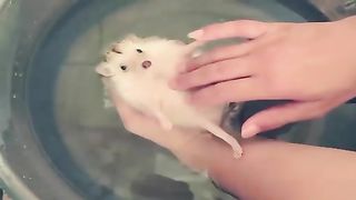 Funny animals 133