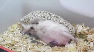 Funny Animals - Cute Porcupines  - Animals Video 2023