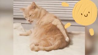 Strange funny behaviors of animals