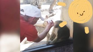 Strange funny behaviors of animals 2