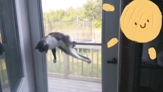 Strange funny behaviors of animals 4