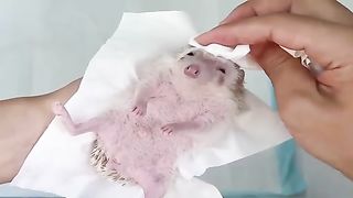 Funny Animals - Cute PorcupinesAnimals Video 2021