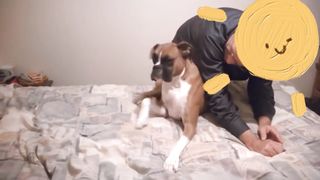 Strange funny behaviors of animals 3