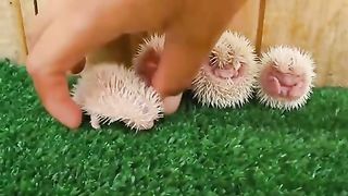 Funny Animals - Cute Porcupines #Animals Video 2021
