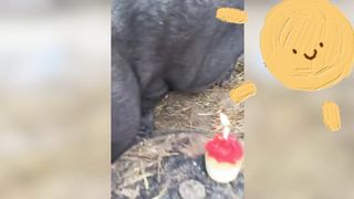 Strange funny behaviors of animals 6