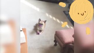 Strange funny behaviors of animals 7