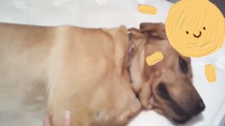 Strange funny behaviors of animals 8