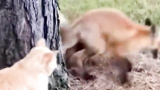 Funny cat #funny animal #kucing lucu #kucing gemoy