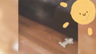 Strange funny behaviors of animals 9