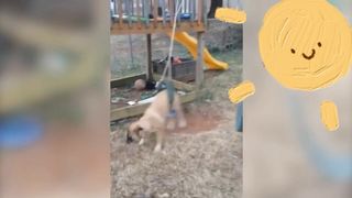 Strange funny behaviors of animals 10