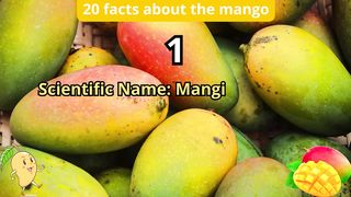 20 Facts about mango