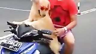 Trained Dog Bike driving...!!!Amazing funny Video...!!!!