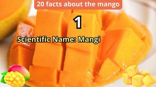20 Facts about mango 2