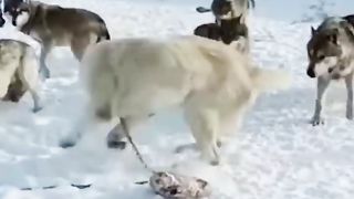 Chiens dangereux