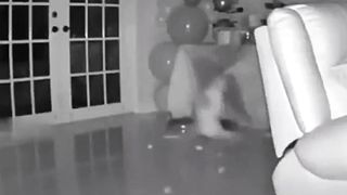 kissa missa scared