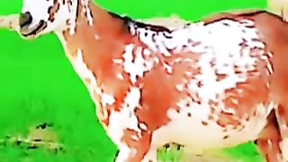 Pragnent goats for sale in Pakistan and Bangladesh
