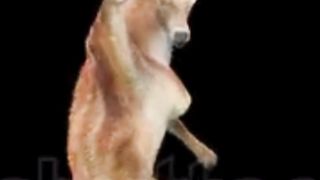 ANIMAL DANCING SHORT