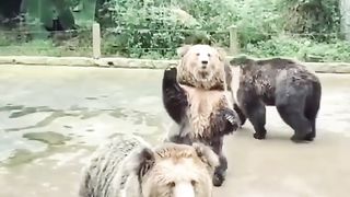 Funny Panda Viral Video 11