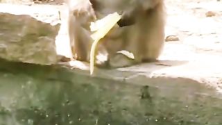 Funny Monkey Viral Video 100